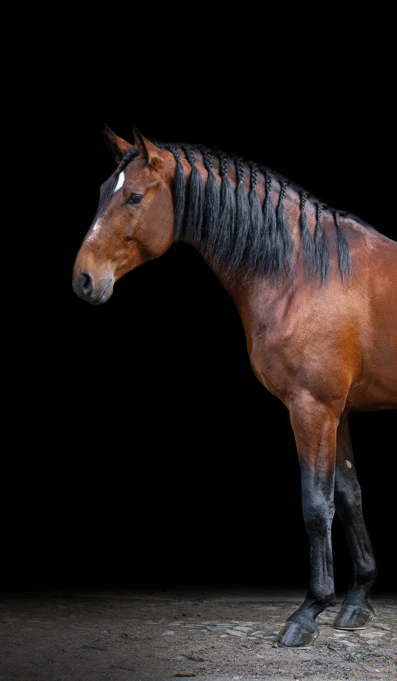 Machado Créditos Abrfotografia (2)