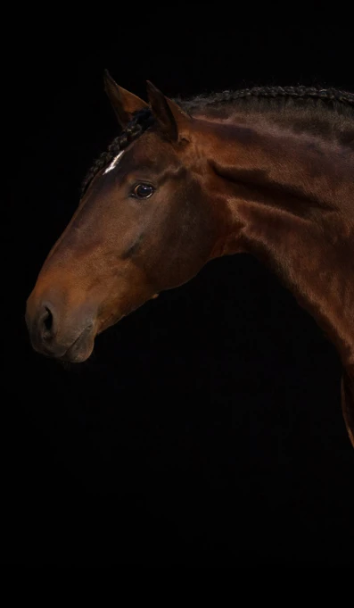 APP1116 Ajacto SF 2133