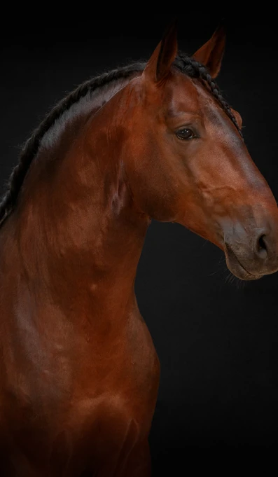 APP1116 Israel RF 5206