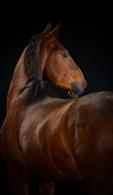 APP578 Local RF 9941