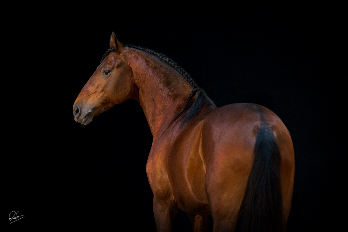 WEB Cavalos Groque SF 6319