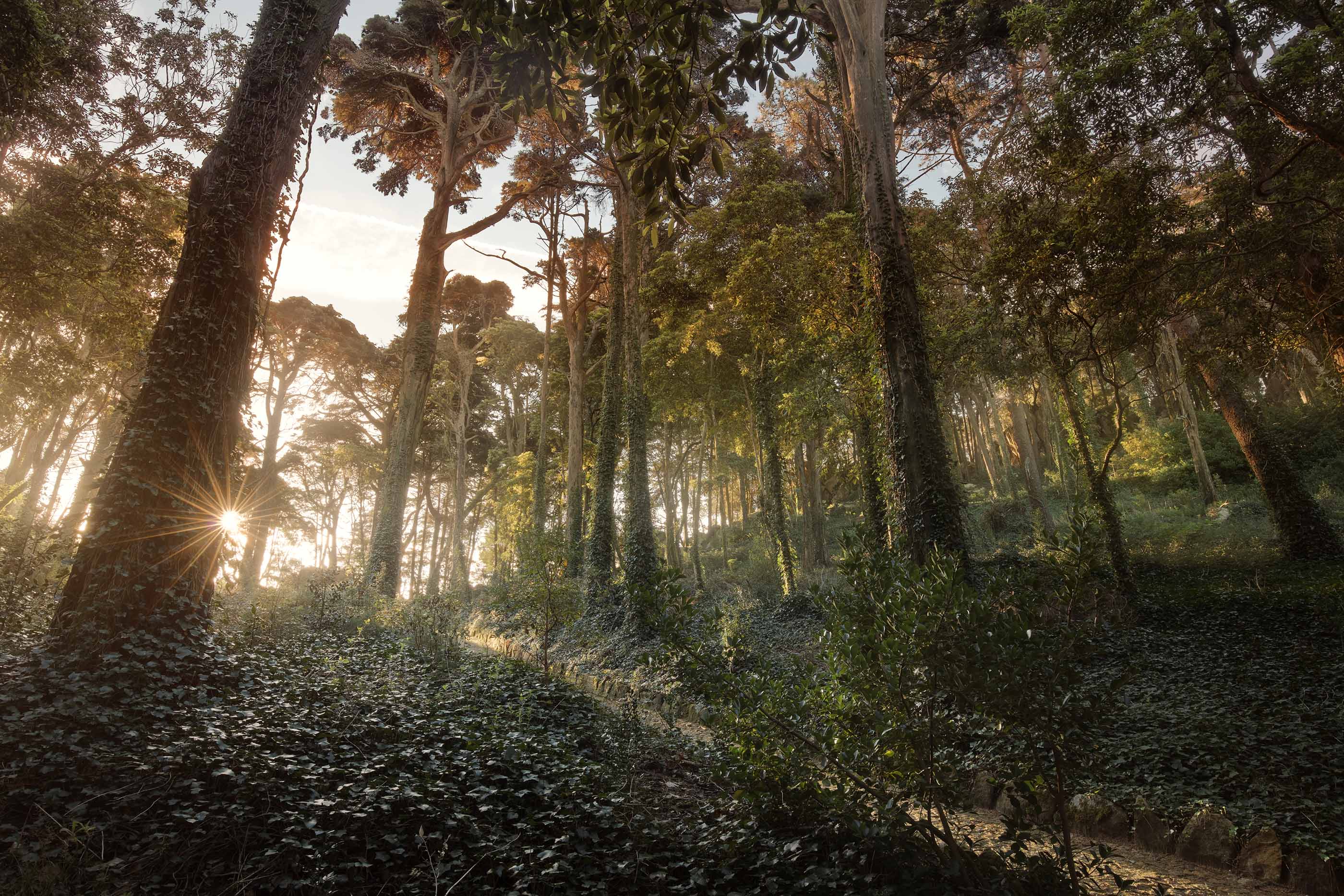 Serra De Sintra Parque Da Pena Floresta2©PSML EMIGUS