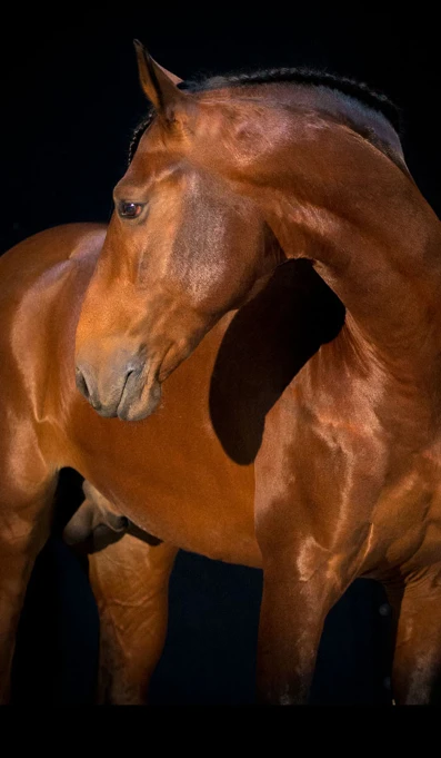 APP1116 Gniqui SF 5879