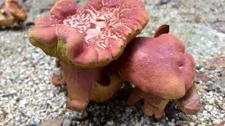 Cogumelos E Outros Fungos No Parque Da Pena Crd Psmlvitor Gomes