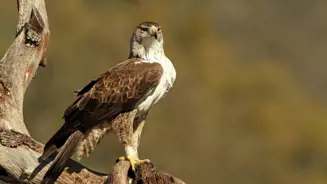 Lxaquila Adult Male Bonelli S Eagle Eagles Birds (1) Bx