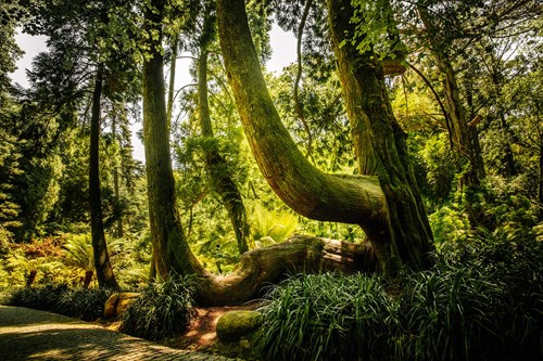 Parques De Sintra Parque E Palacio Da Pena Tuia Gigante (1)