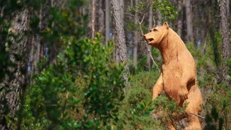 EMIGUS Tapada Monserrate 1 Urso Relatóriopor