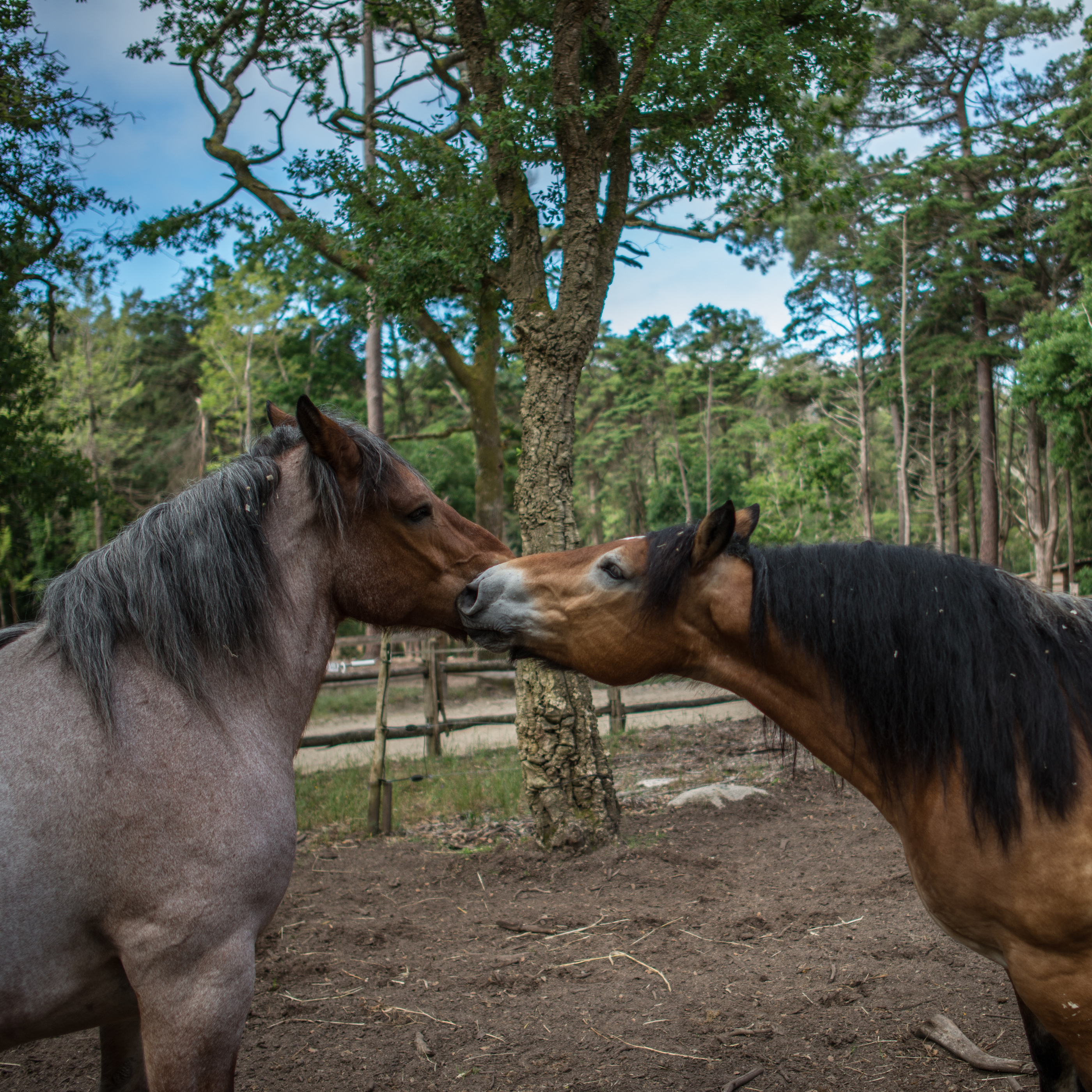 Cavalos Ardennais Na Quinta Ornamental Do Parque Da Pena