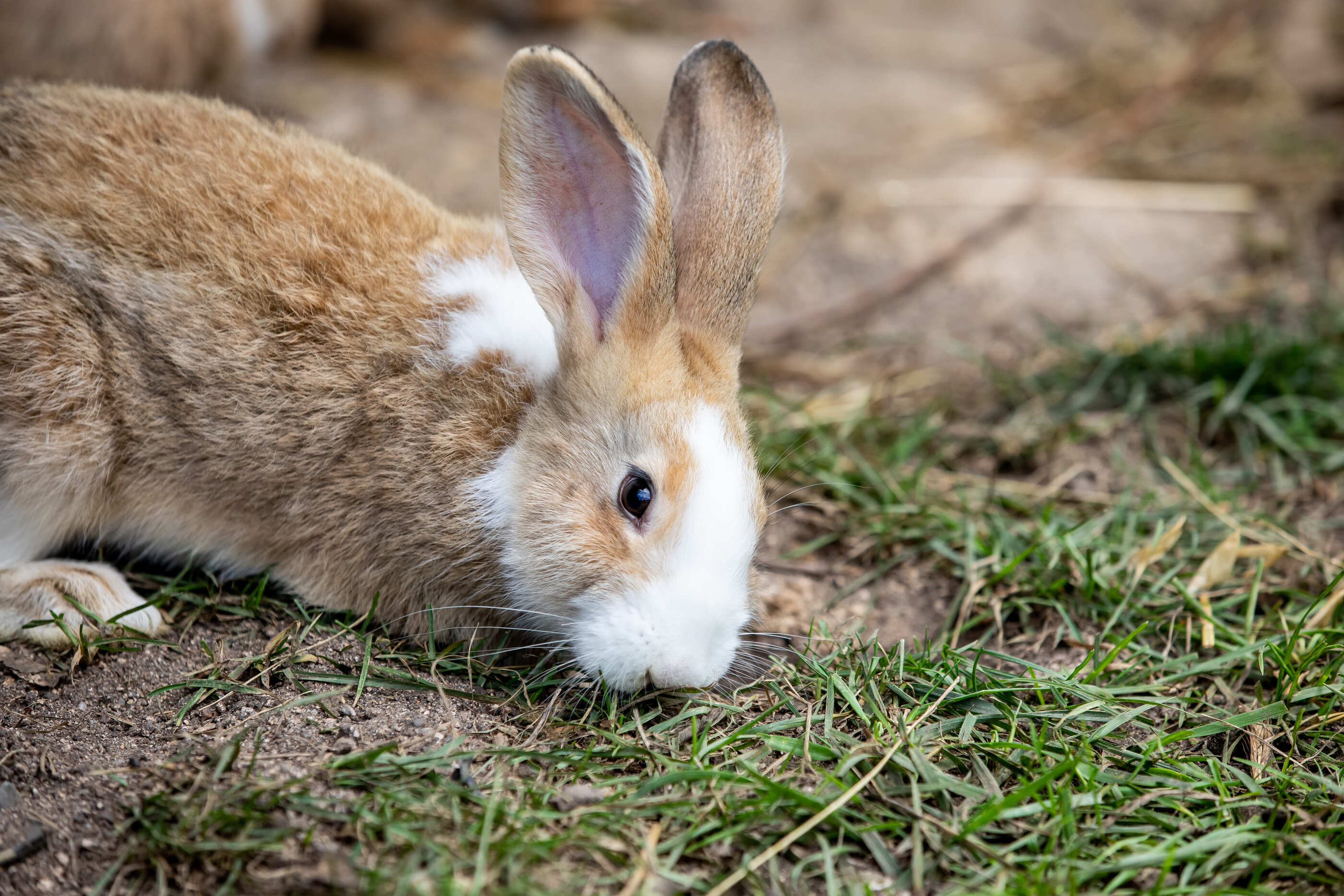 Lui¦Üs Duarte PSML 1986 (1) (1)