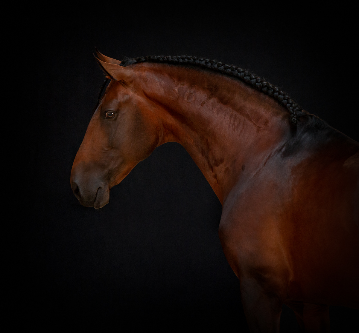 APP1116 Hobelix RF 3334