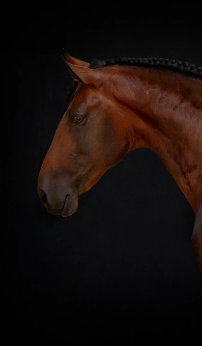 APP1116 Hobelix RF 3334