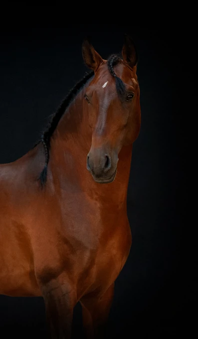 APP1116 Hihoro RF 2300