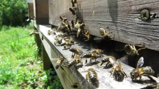 Melpolencerapropolis©Telmocabral