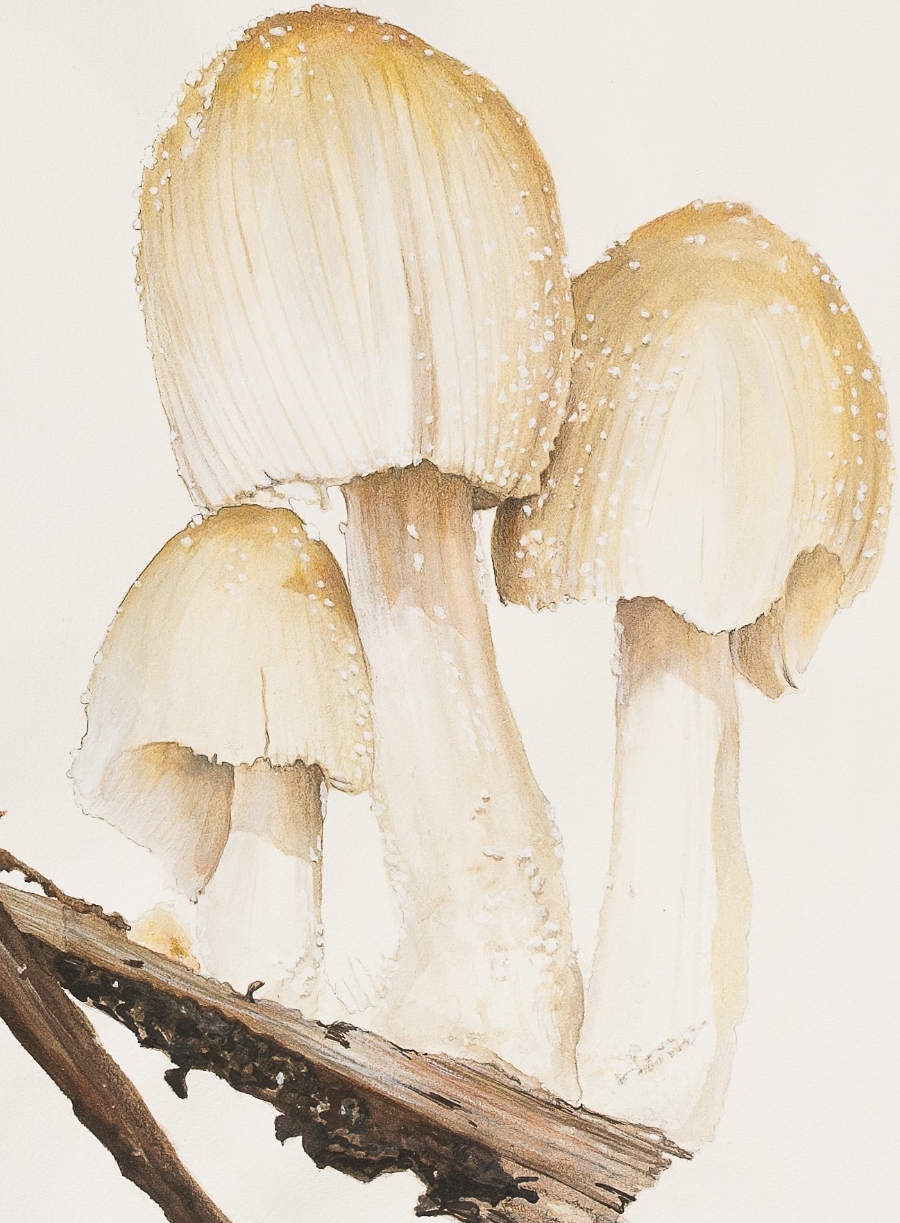Coprinellus Micaceus, 56 X 77 Cm, Watercolor On Paper, 2019 V2