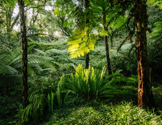 Parques De Sintra Parque E Palacio De Monserrate Vale Fetos