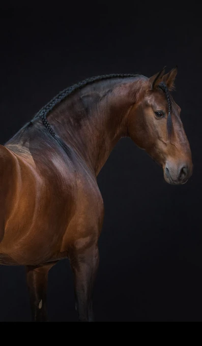 APP1116 Elvetico SF 0709