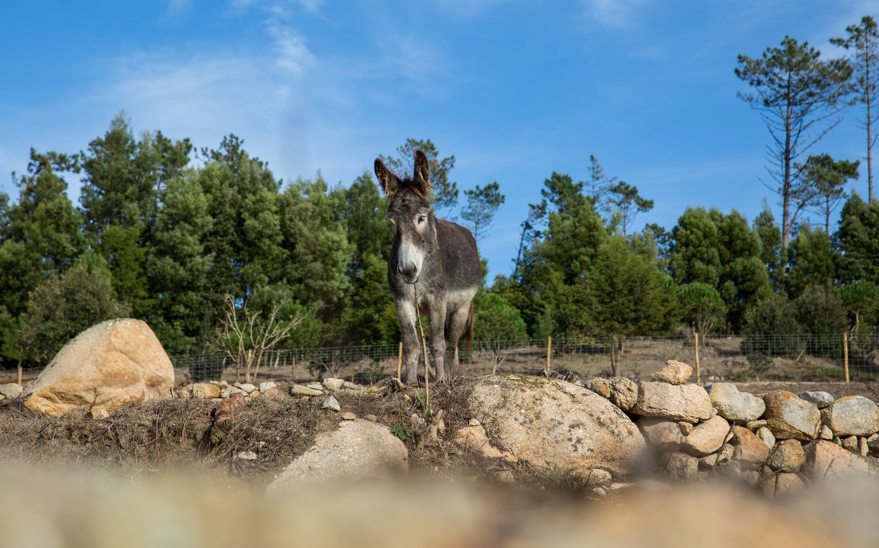 Reserva De Burros Tapada D Fernando Credits PSML WP 15 6 (1) (1)