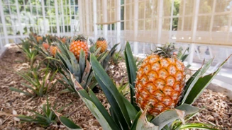 5 Jardim Botanico Pnqueluz Ananases Creditos PSML Luis Duarte Final