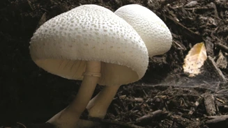 Leucoagaricus Bresadolae Var