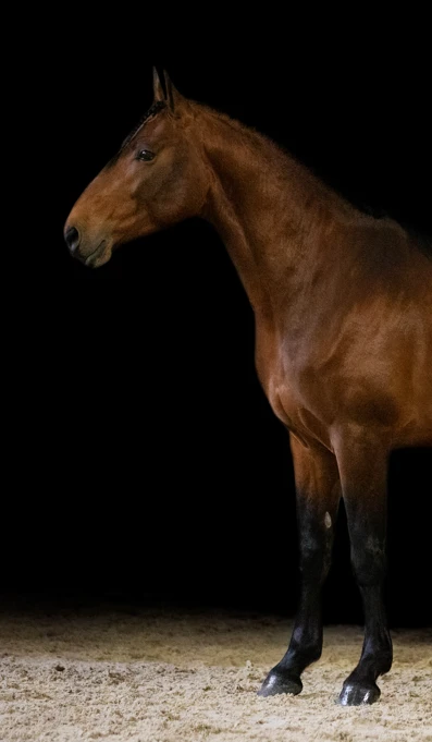 Nubio Créditos Abrfotografia (2)