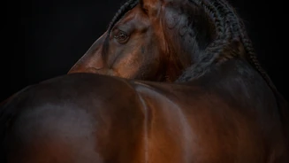 APP1116 Icanto RF 2610