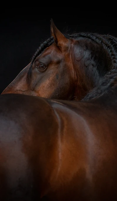 APP1116 Icanto RF 2610