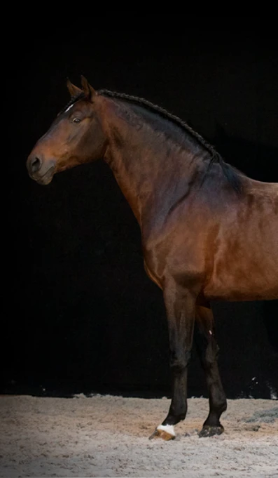 APP578 Cajabel SF 7004