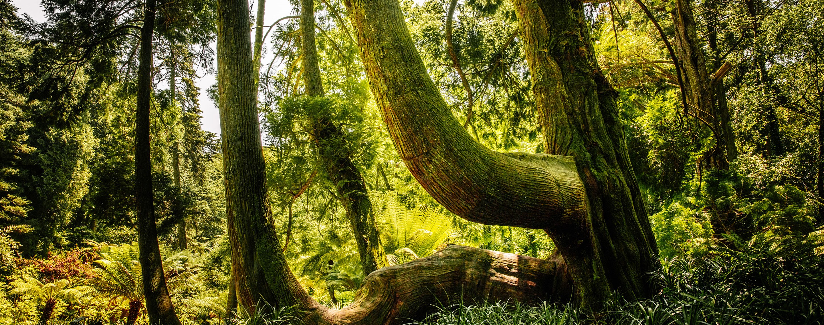 Parques De Sintra Parque E Palacio Da Pena Tuia Gigante