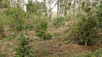 Plantacao Pqpena 2022 Crditos PSML Josemarquessilva