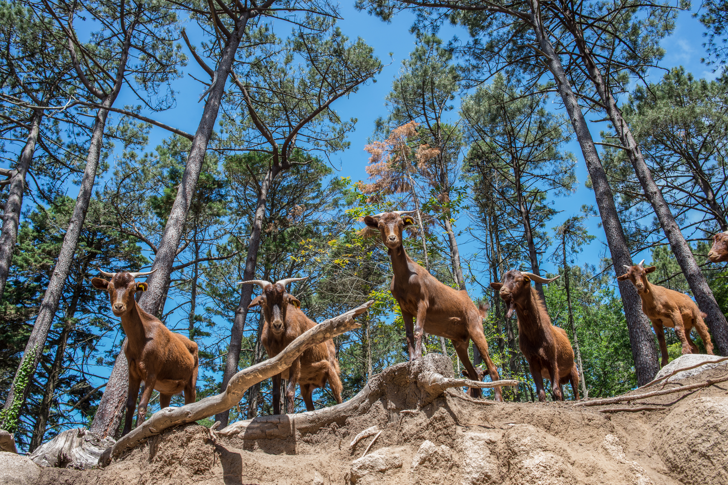 Cabras Na Quinta Ornamental Do Parque Da Pena