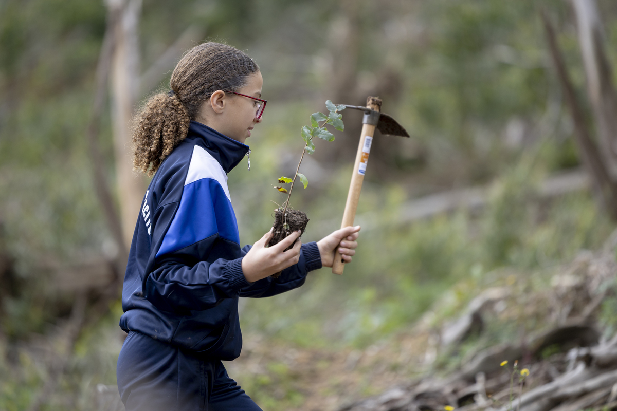 114 Plantação De Árvores EMIGUS Bx