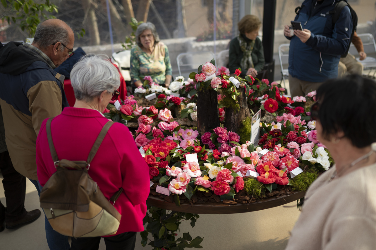 153 Exposição Camélias EMIGUS Bx