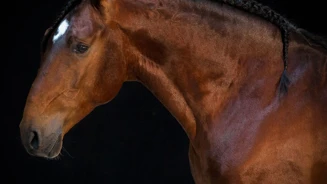 APP1116 Gasquete SF 6708