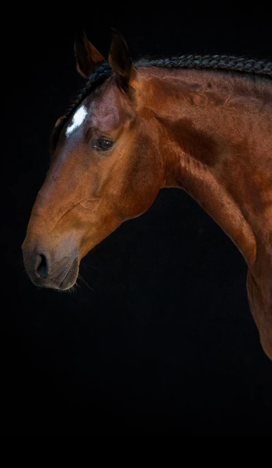 APP1116 Gasquete SF 6708