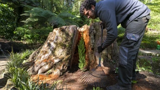 Plantacao Cupressus Macrocarpa Creditos PSML Jose Marques Silva Int