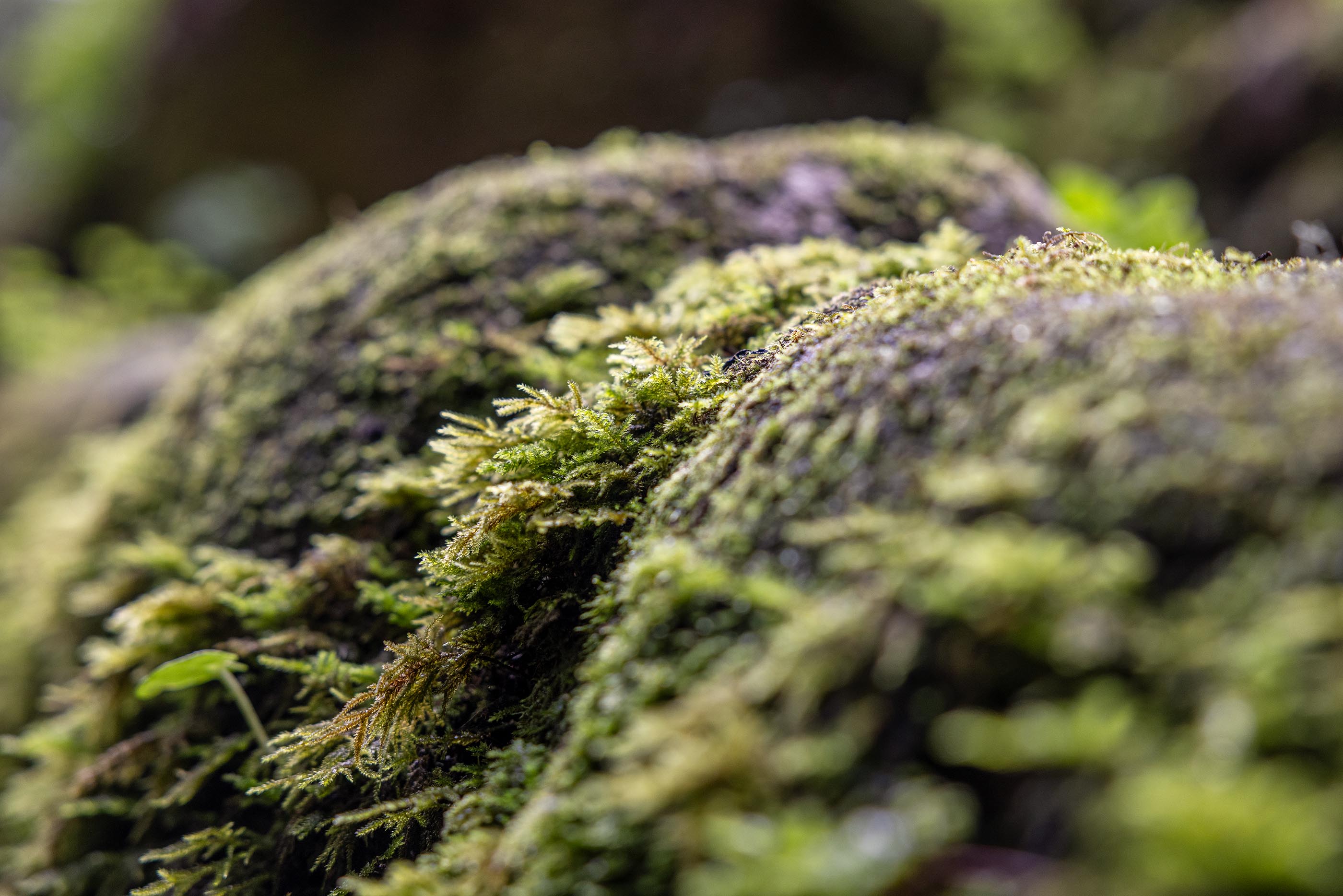 E7A9989©PSML Jose Marques Silva