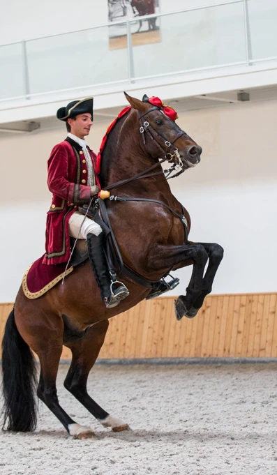 HR Levade Pousade SF 8854