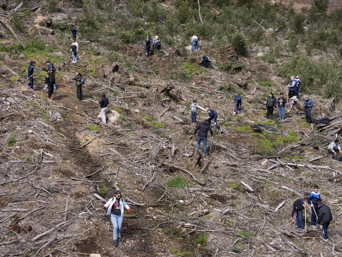 157 Plantação De Árvores EMIGUS Bx