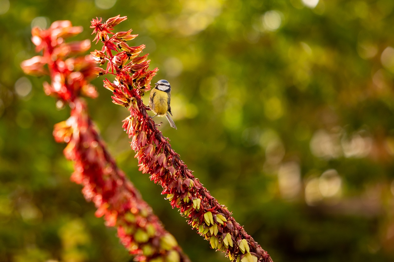 793N Avifaunamonserrate Luis Duarte PSML