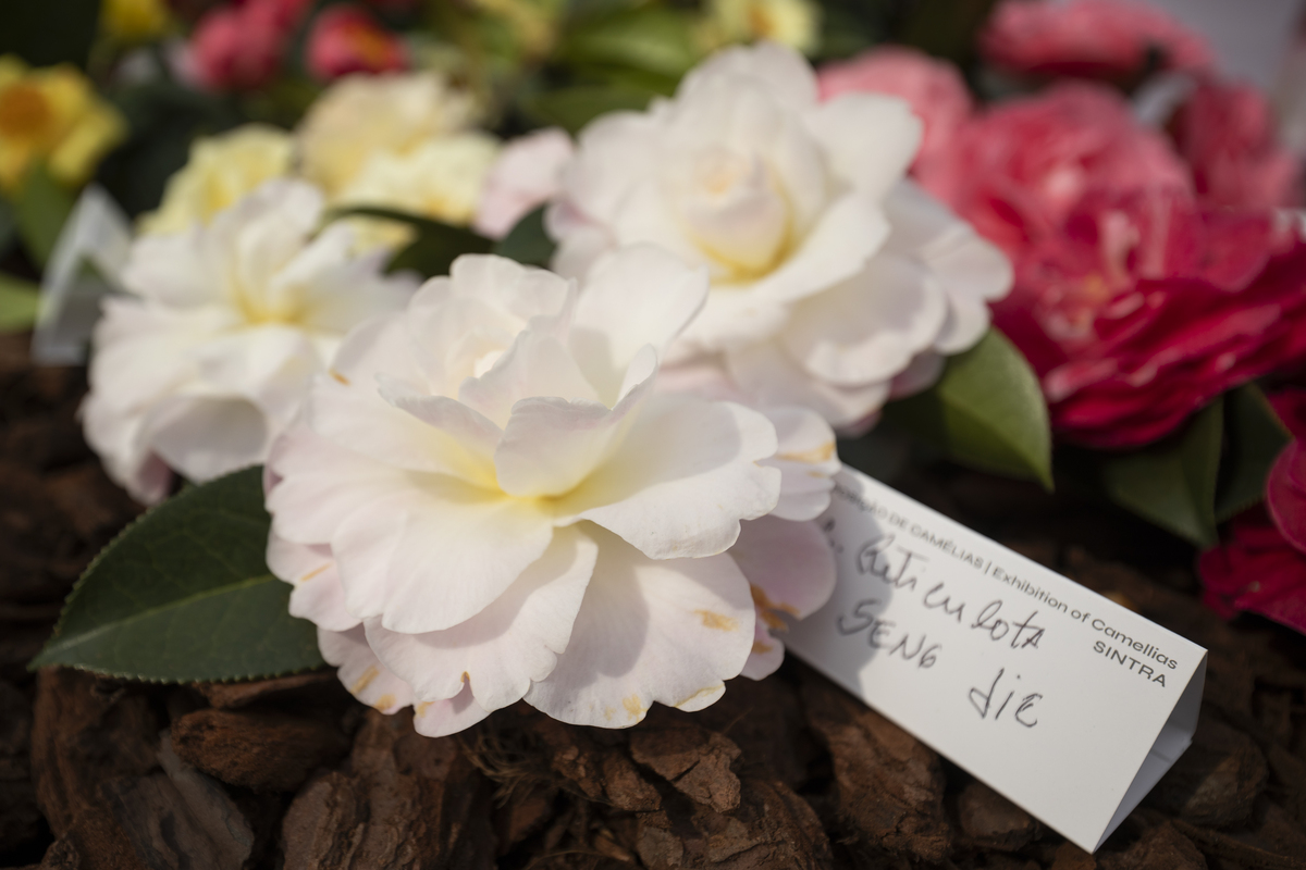 082 Exposição Camélias EMIGUS Bx