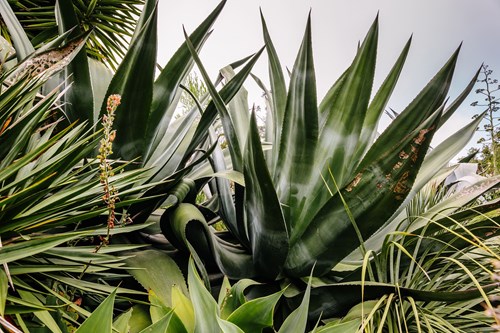 Parques De Sintra Parque E Palacio De Monserrate Jardim Mexico