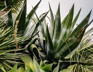 Parques De Sintra Parque E Palacio De Monserrate Jardim Mexico