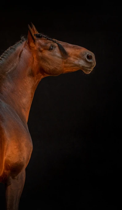 APP1116 Jaque RF 7028