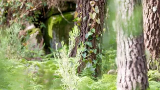 Bosque De Sintra Detalhe Trocos De Arvores Com Hera