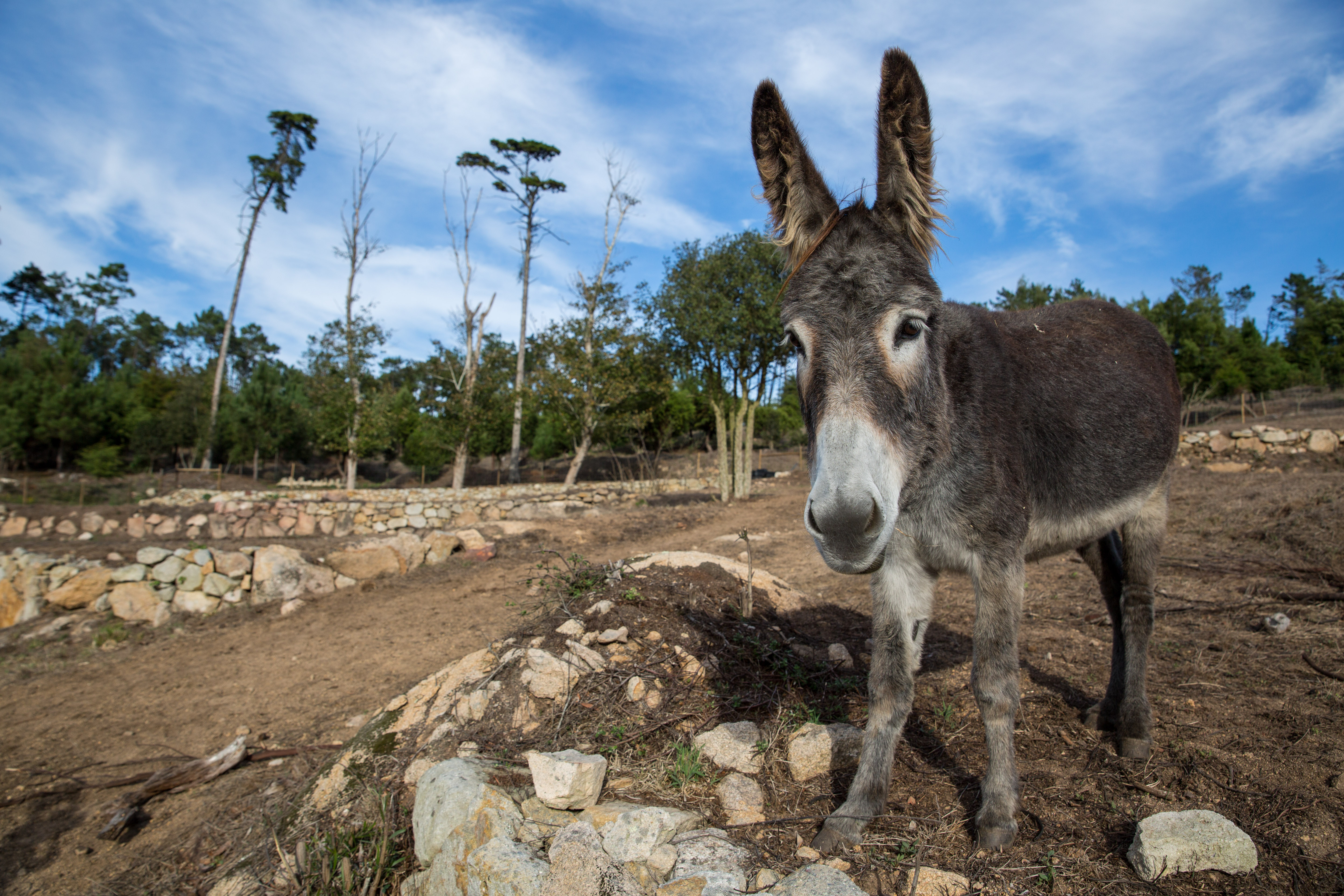 Reserva De Burros Tapada D Fernando Credits PSML WP 15 20