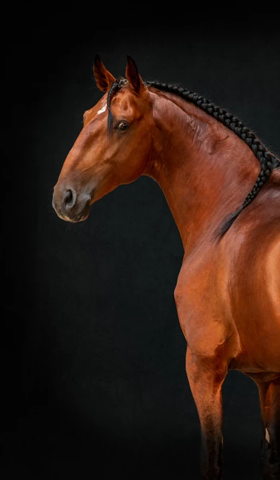 APP1116 Jaborandi RF 3980