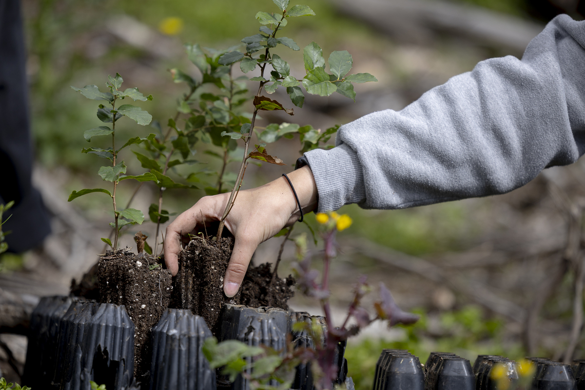102 Plantação De Árvores EMIGUS Bx